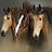 Turf-Pronos_Hippique